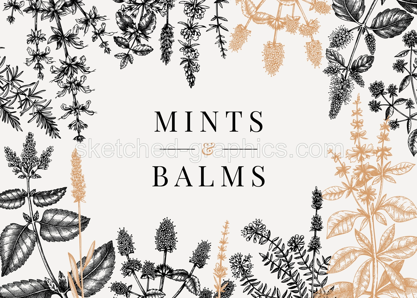 Hand sketched  mints banner. Mints plants design. Vintage herbs, leaves, flowers hand drawings background. Perfect for recipe, menu, label, packaging. Herbal tea template. Botanical illustration. Illustration